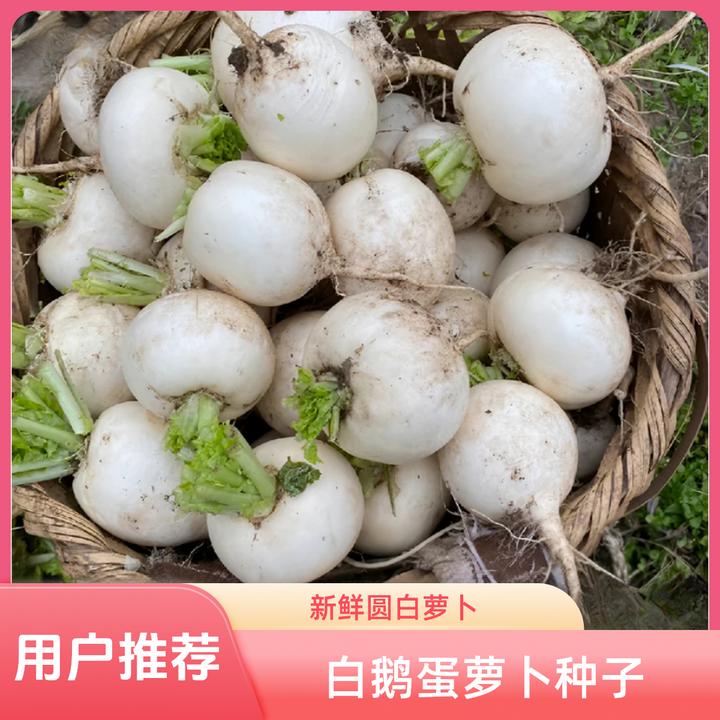 【白鹅蛋萝卜种子】露天种植清脆圆白小萝卜腌菜泡菜甜脆爽口蔬菜