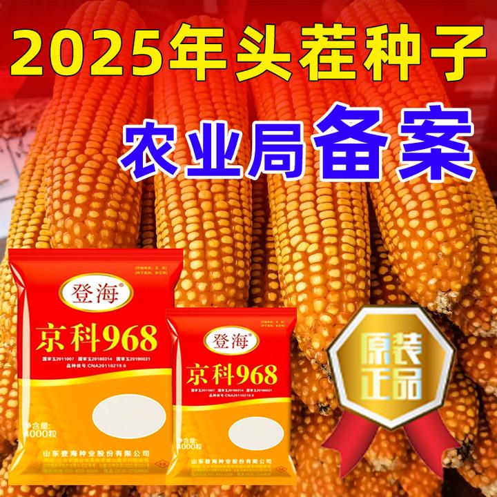 登海京科968矮杆大穗抗倒伏大马牙黄金白轴大棒高产大穗玉米种子
