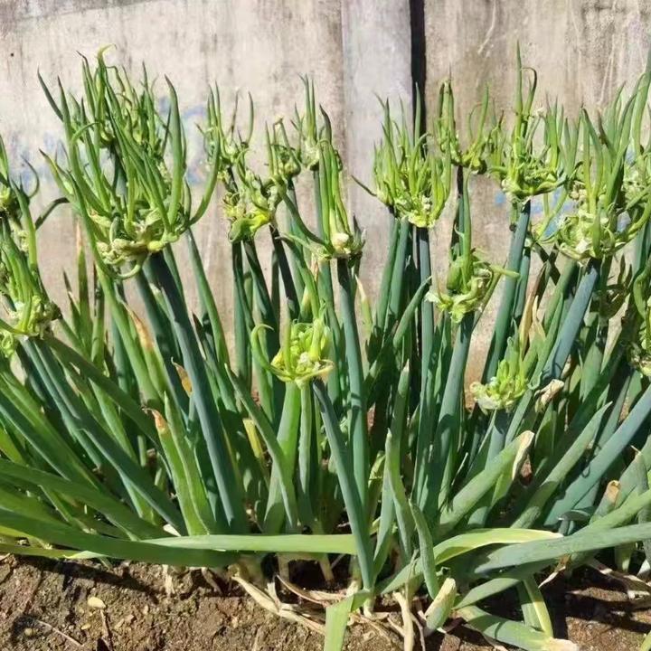 【楼葱种子】龙爪葱种子四季阳台 庭院 羊角葱台儿葱 观音葱种籽