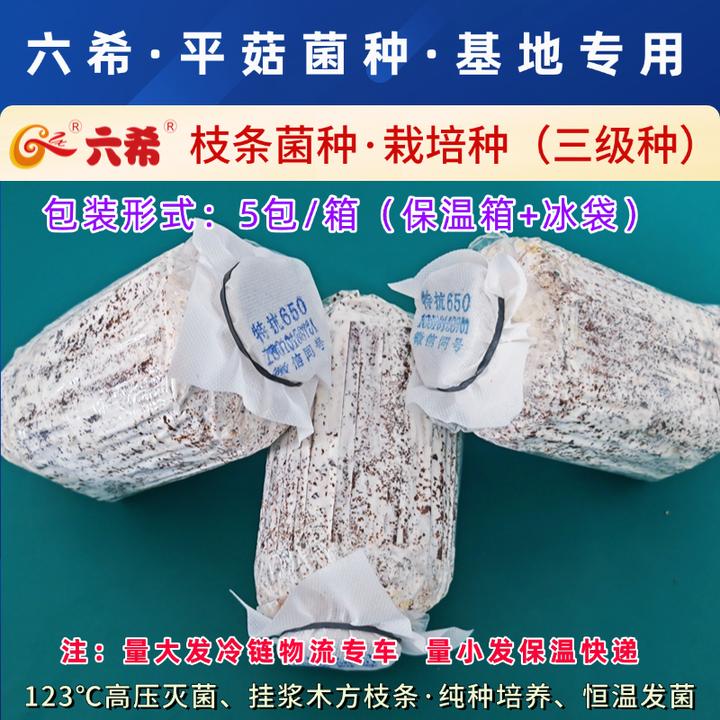 六希平菇菌种枝条菌种三级种栽培种平菇基地夏季早秋冬季黑色平菇