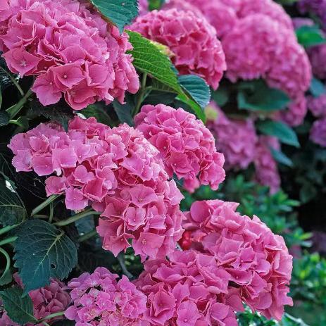 绣球花盆景带花苞圆锥万华镜四季开花花卉植物室内无尽夏绣球花苗