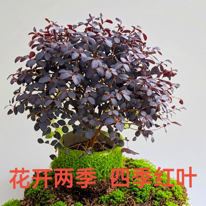 红花继木苗四季红叶植物庭院绿化苗红花继木球红继木球造型精品球