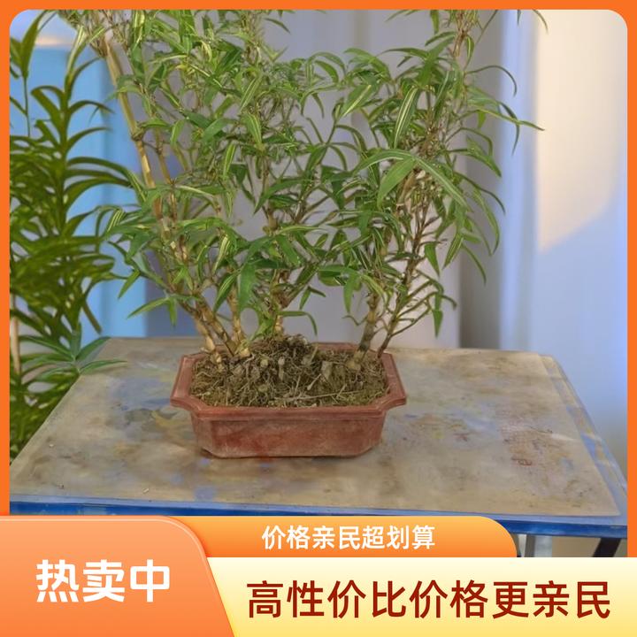 金丝小佛肚竹多枝盆景老桩室内外客厅摆放观赏