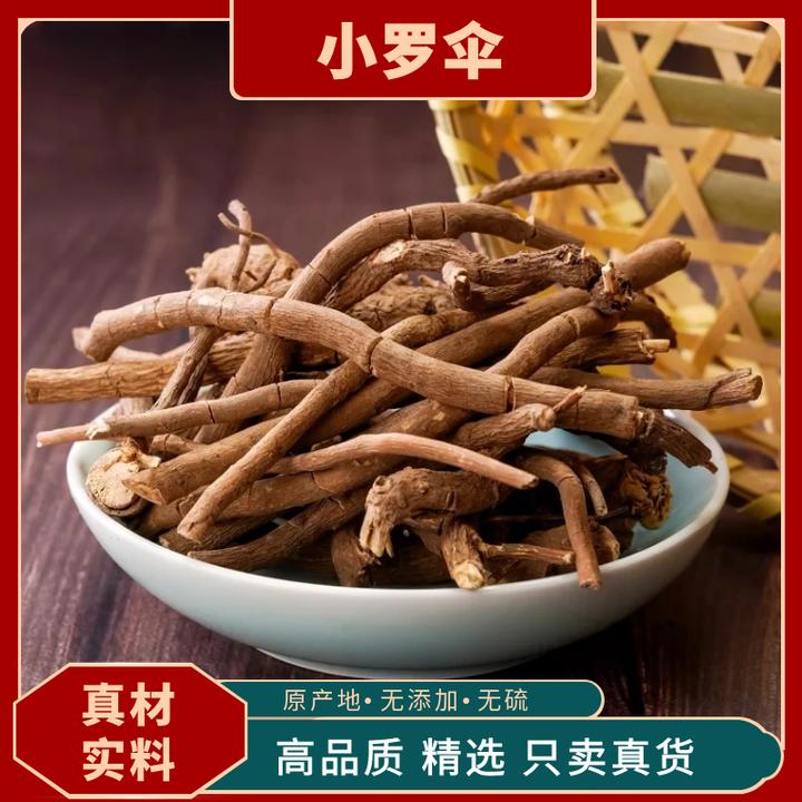 小罗伞药材朱砂根小罗伞珍珠盖凉伞斑叶朱砂跟山血丹小凉伞葛根