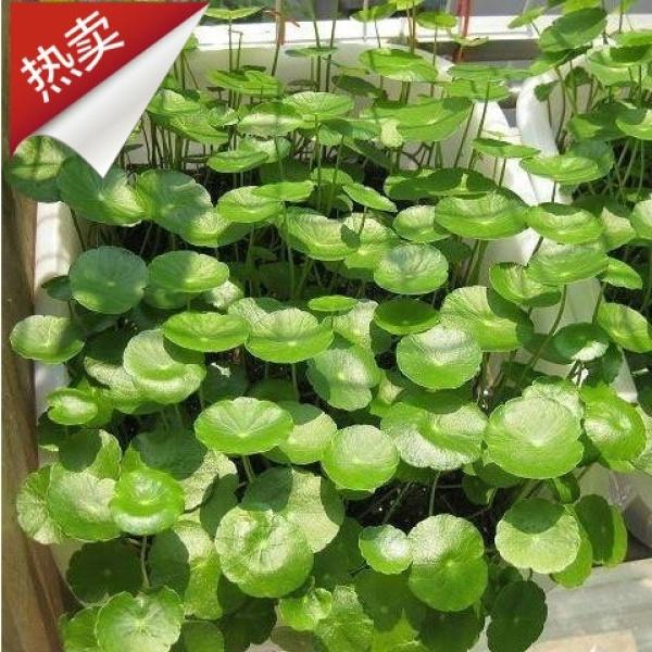 新品铜钱草种子 马蹄金金钱草四季盆栽水培土培家庭阳台
