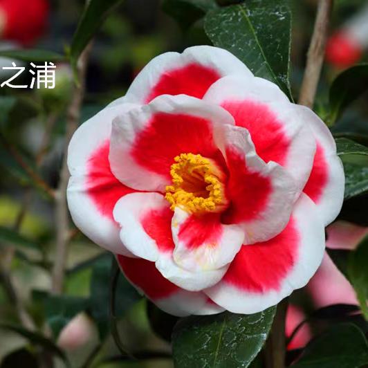 名贵茶花品种玉之浦友之浦庭院花卉带花苞进口茶花