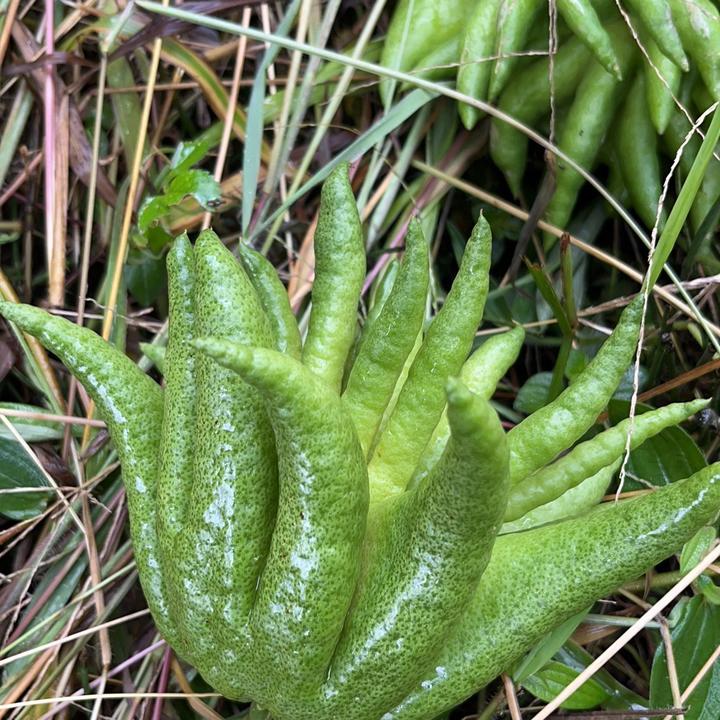 云南新鲜佛手柑果观赏果金佛手果新鲜清香闻香礼佛食用奶茶店水培
