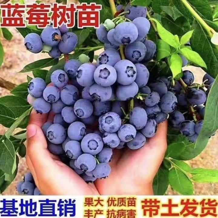大果纯甜蓝莓树苗带土带花苞奥尼尔优瑞卡盆栽地栽南北方均可栽种