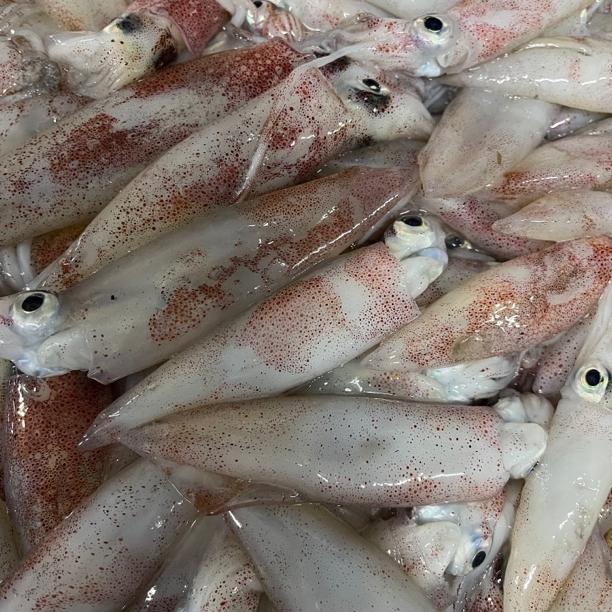 惠来县 神泉港 照灯鱿鱼 中个头5盒