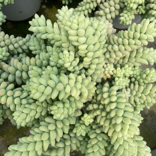 多肉玉缀植物180绿色