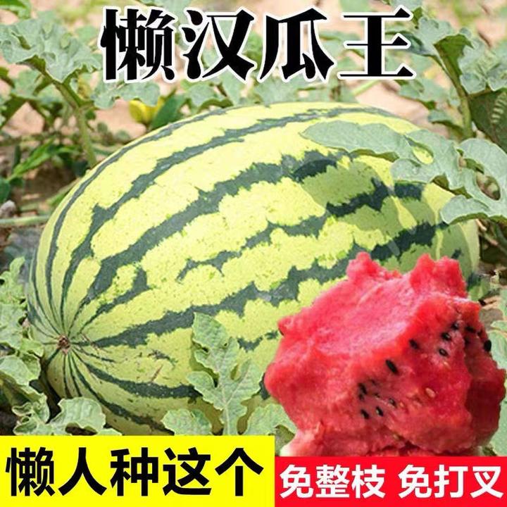 懒人西瓜种子高产超甜早熟懒汉瓜王四季播种大果形春季水果西瓜籽