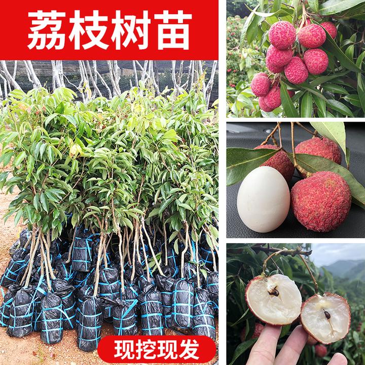 无核荔枝冰荔越州红桂花香妃子笑桂味仙进奉荔枝苗