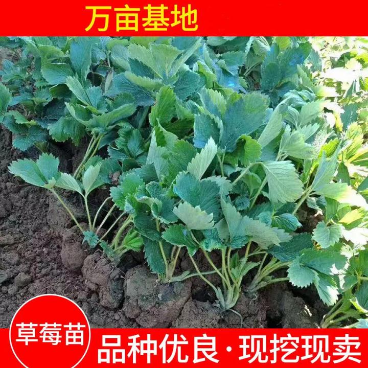 草莓苗四季阳台盆栽红颜牛奶草莓秧苗带花带果南北方种植当年结果