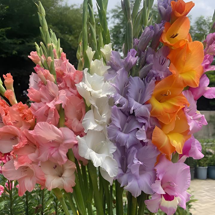 四季进口剑兰种球唐菖蒲多年生庭院阳台四季花卉绿植盆栽好养易活