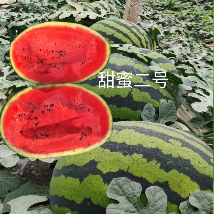 甜蜜二号甜王西瓜种子约1000粒/罐