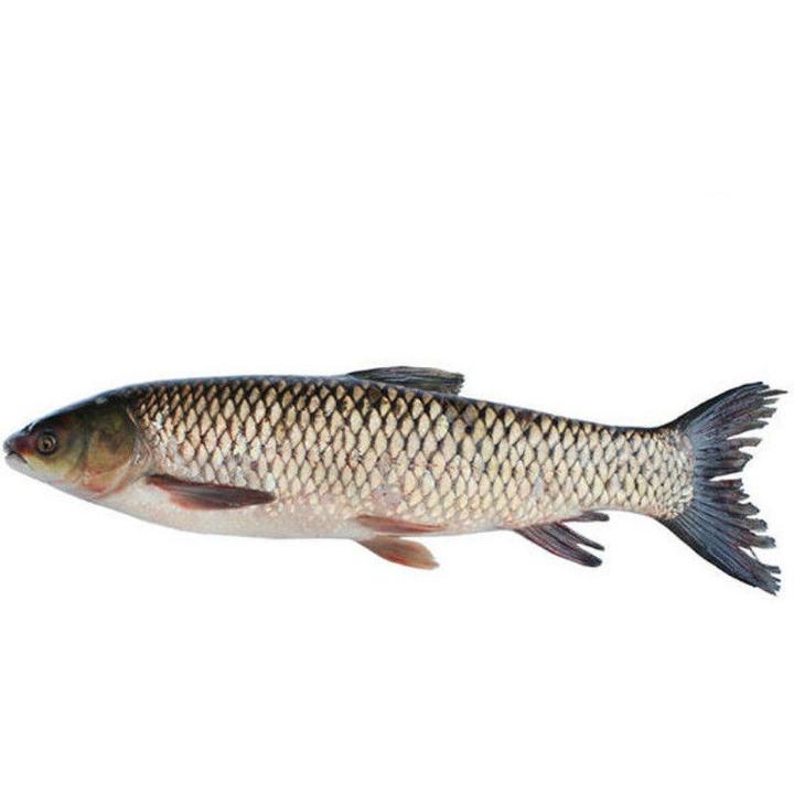 湖北草鱼鲜活草鱼淡水鱼约2/3/4至10斤净重为宰杀前实重 活鱼运