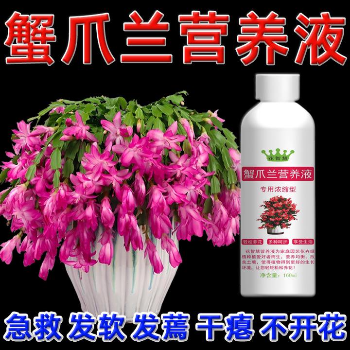 蟹爪兰叶子发蔫变软专用营养液不开花肥料专用肥发黄干瘪该怎么办