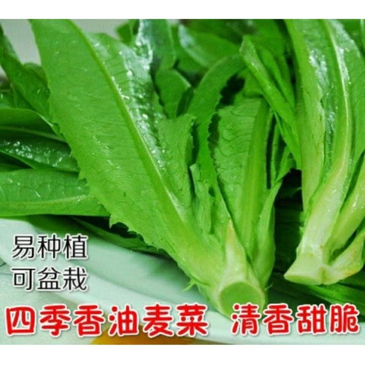 四季油麦菜种子清香无斑油麦菜种子四季播种盆栽庭院播种蔬菜种子