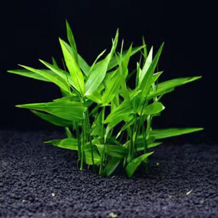 南美青竹水竹鱼缸增氧水草植物活体真草懒人水草阴性水草好养易活