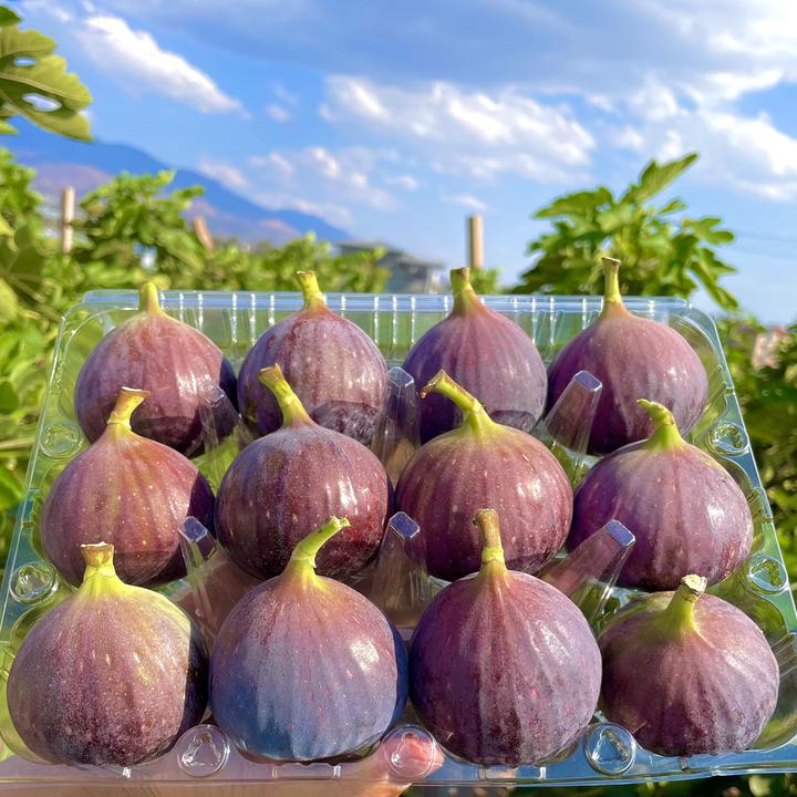 云南新鲜无花果现摘树熟大果精选1-5斤装