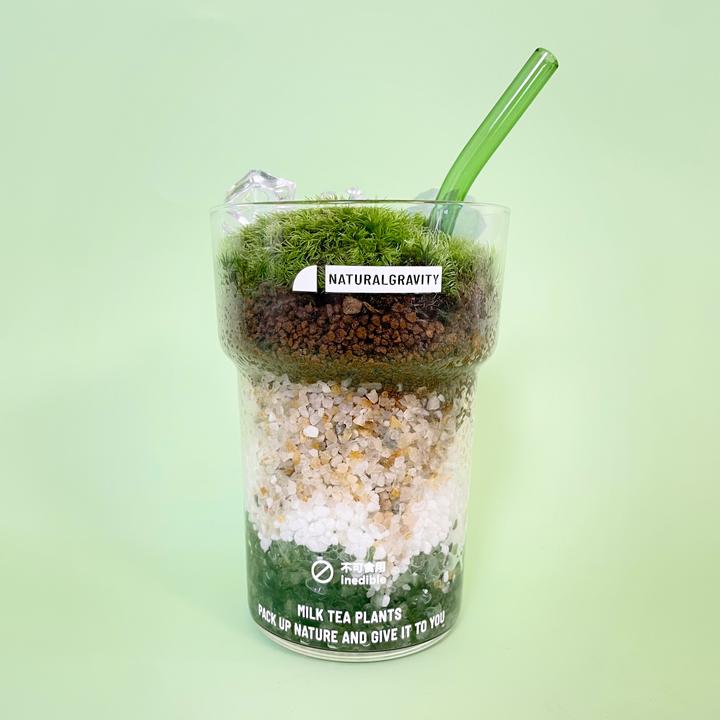 自然引力- 抹茶拿铁 创意办公桌面植物鲜活苔藓微景观DIY绿植礼品