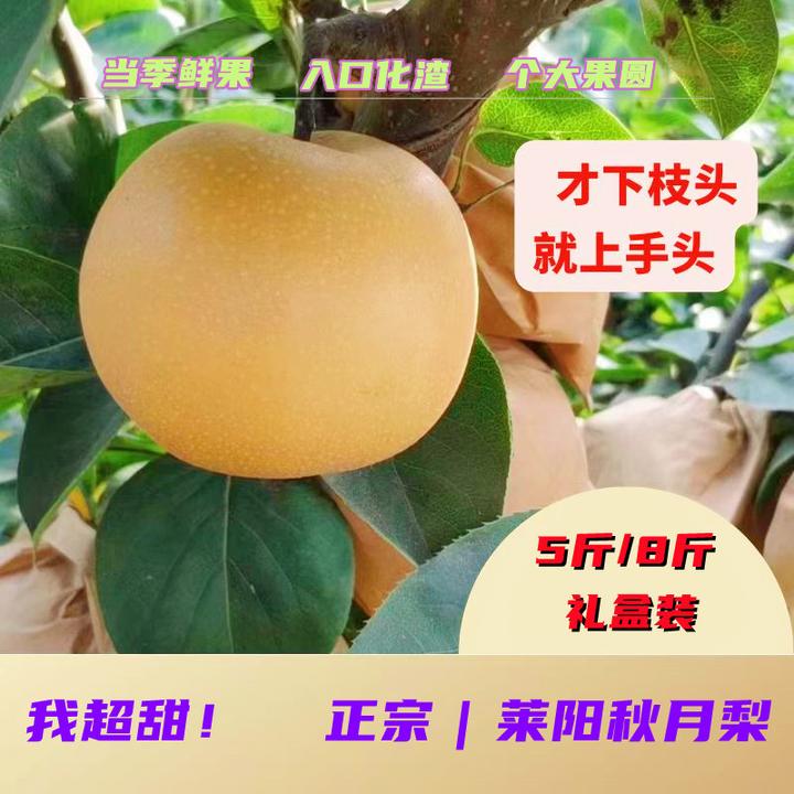 【正宗秋月梨】山东莱阳秋月梨4.5/7.5斤装脆甜多汁梨园现摘现发