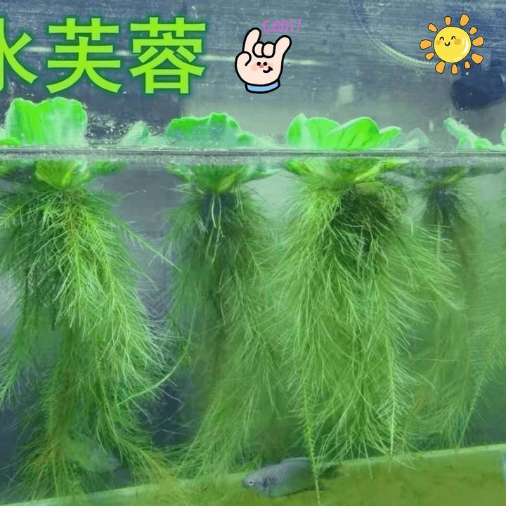 浮萍水草水面水生水培植物造景净化水质耐寒养鱼缸池塘庭院水芙蓉
