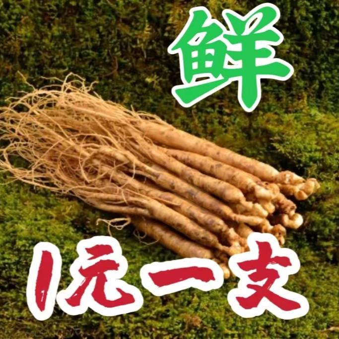 长白山新鲜人参，精品鲜参单支平均5-10克  滋补 泡酒  煲汤 严选