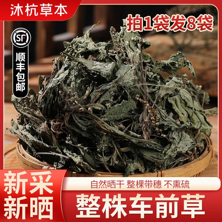 【山货车前草】2024年新货车前草无农残不熏硫自然晾晒人工采摘