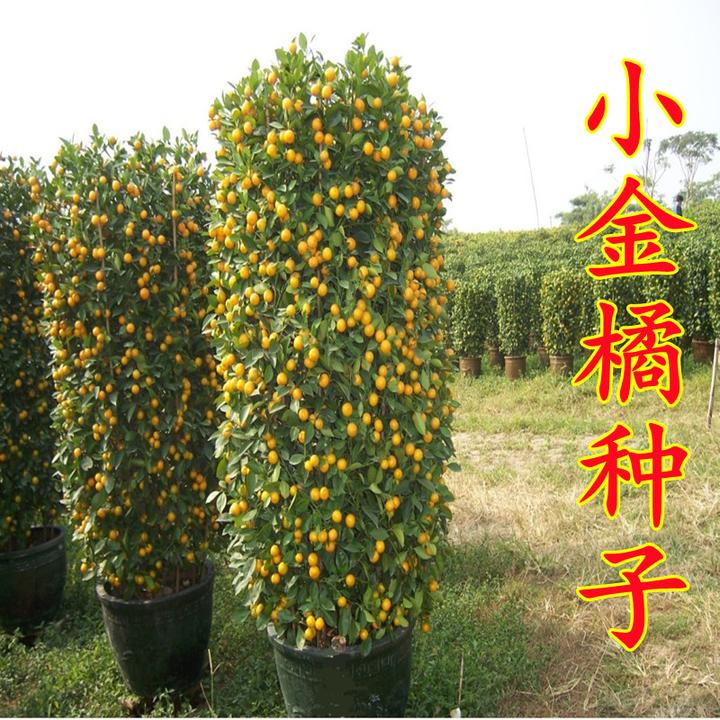 盆栽金桔树种子金橘树苗种食用阳台庭院盆景苗种羊奶桔子小金桔籽