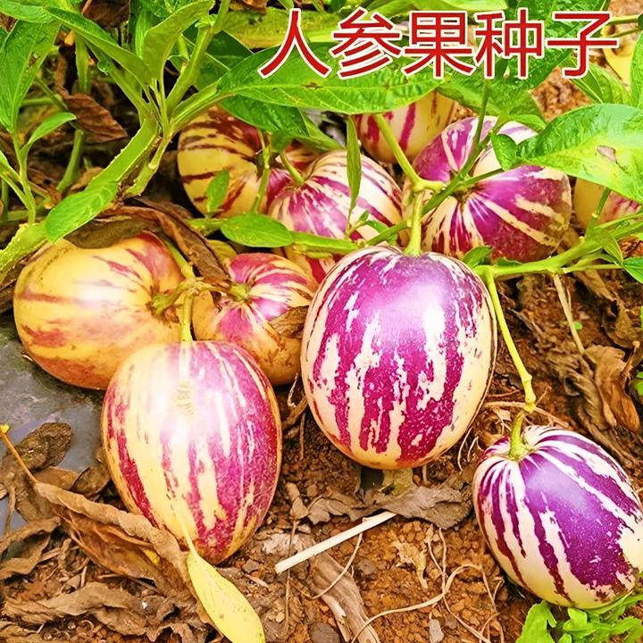 人参果种子多年生四季阳台小院盆栽地栽泡沫箱高产水果种子