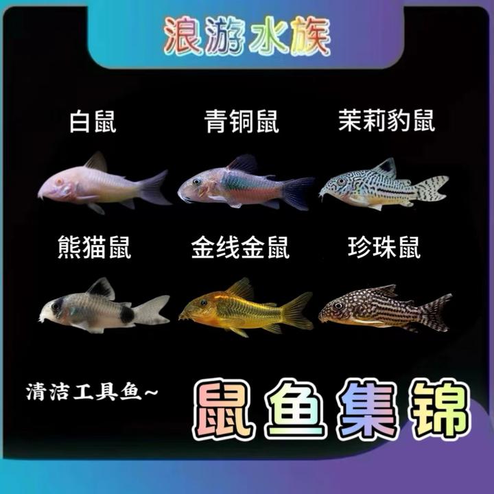 工具鱼-茉莉豹鼠 金线金鼠 黑金红头鼠紫罗兰鼠委青鼠反沙吃残食
