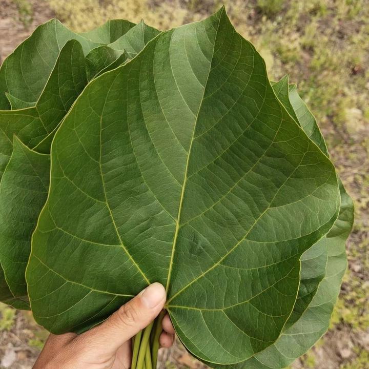 野生新鲜桐子叶油桐树叶现摘桐树叶桐油果包玉米麦子包谷粑粑重庆