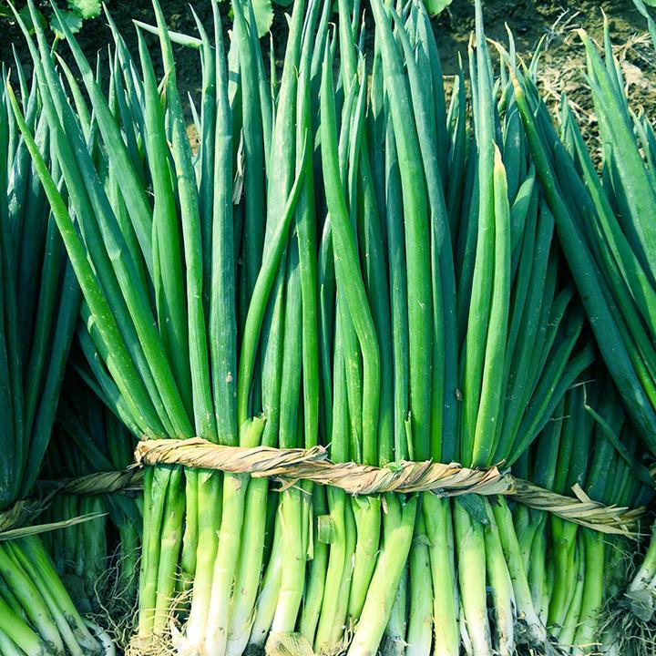 分葱种子四季香葱种籽阳台盆栽农家蔬菜孑