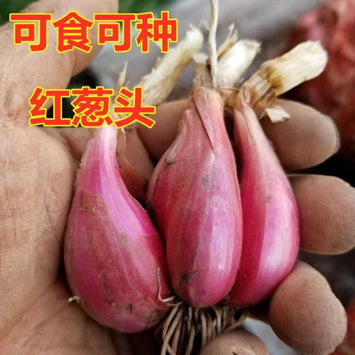 红葱头小葱头火葱小香葱头饱满香葱炸葱油酥葱油四季可播阳台种菜