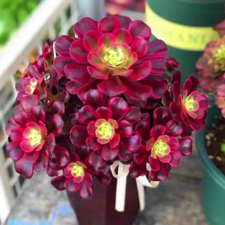 多肉盆栽老桩基地养肉养花茶室盆景新手好养活美杜莎法师多肉基地