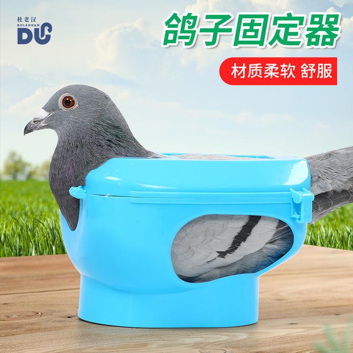 赛鸽鸽子固定器固定架防跑鸽子喂药器看鸽眼信鸽输液器辅助工具