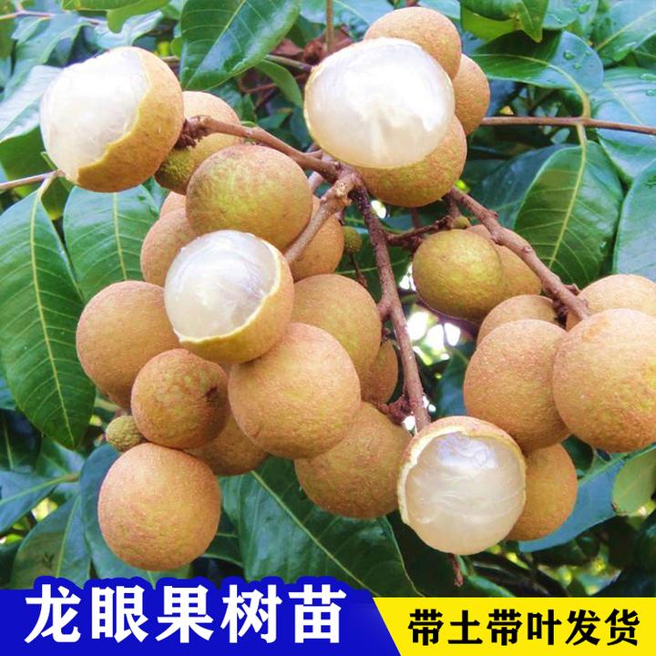 龙眼树苗嫁接苗石硖储良四季龙眼果苗南北方盆栽地栽桂圆果树苗