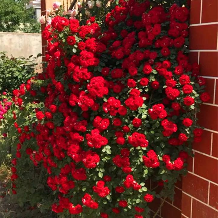 红木香四季浓香型无刺爬藤庭院玫瑰阳台花园花卉拱门月季花直播