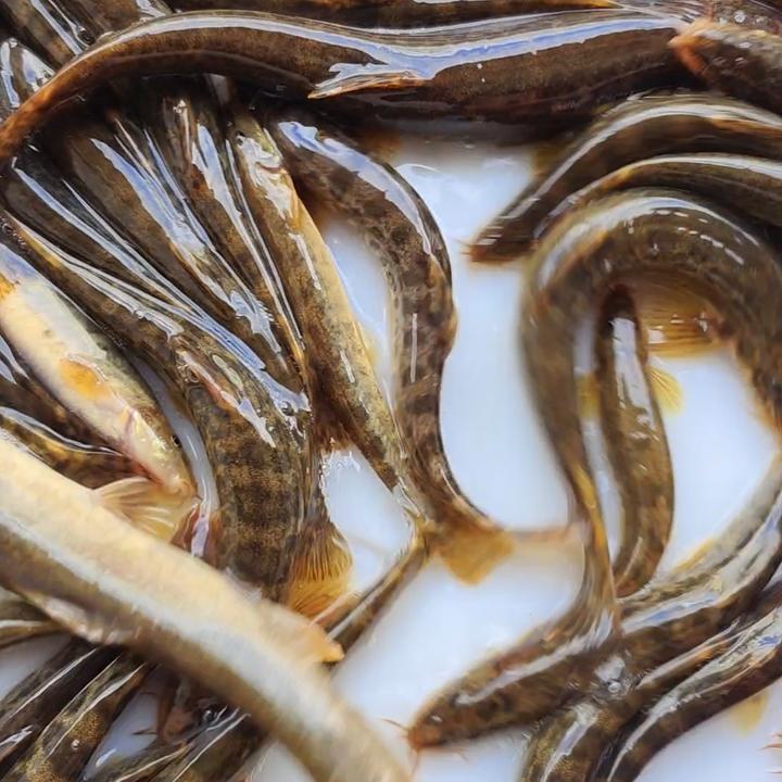 黑龙江冷水大花泥鳅鱼真空速冻顺丰包邮