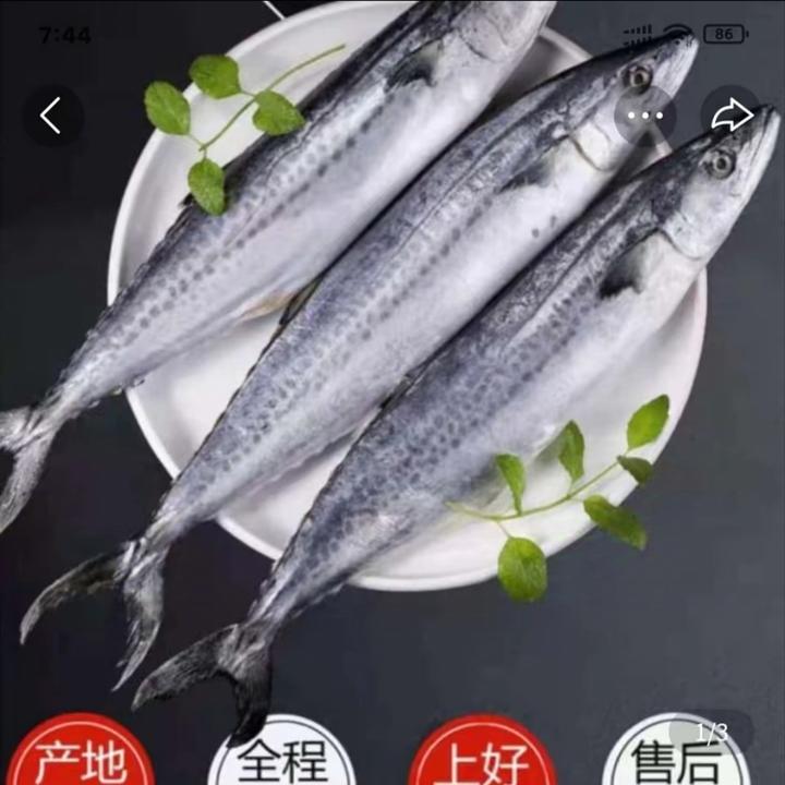 无冰鲜燕尾鲅鱼（马鲛鱼）5斤（新疆西藏不发货）