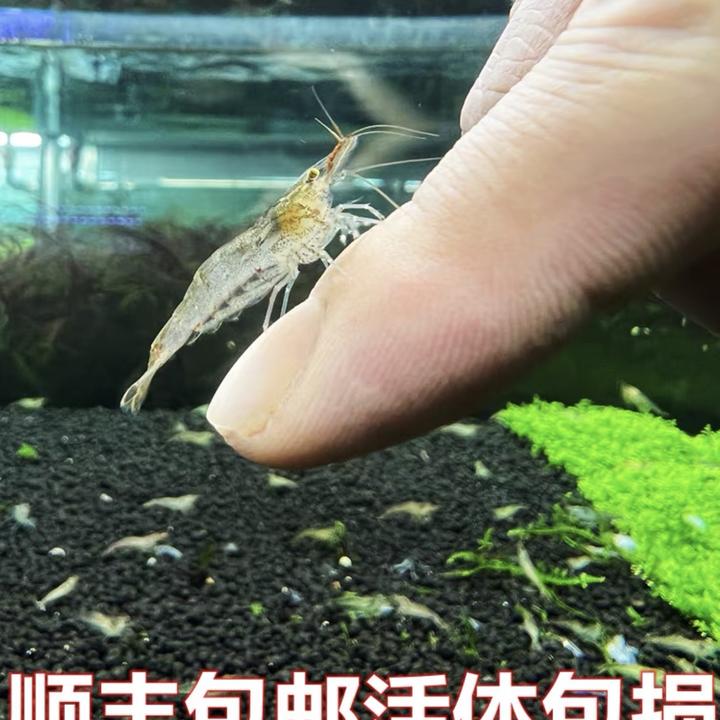 观赏鱼斑马鱼黑壳虾除藻虾工具虾除偏远地区顺丰包邮