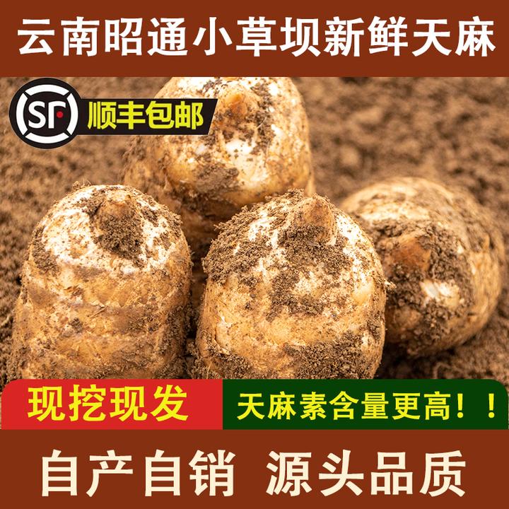 新鲜天麻1000g2斤昭通小草坝乌天麻云南仿野生500g1斤非干货特级