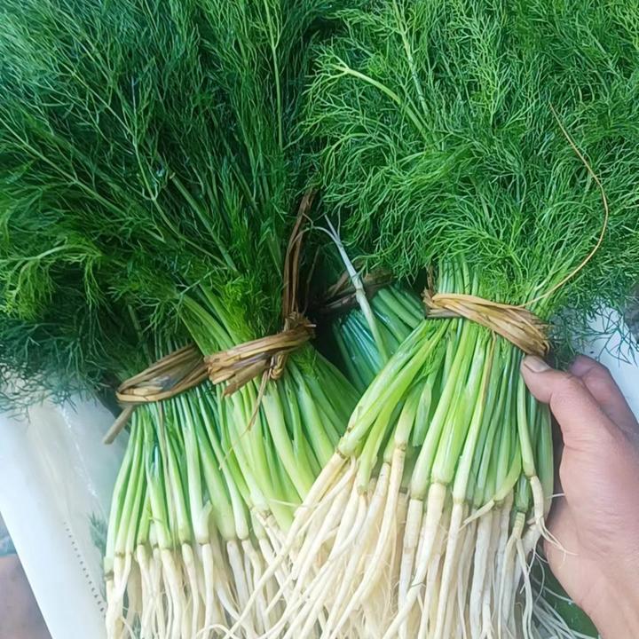 云南小茴香精品山区露天农家种植包子饺子馅