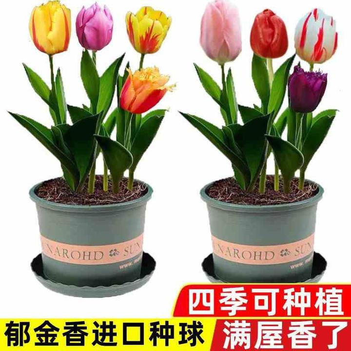 进口郁金香种球浓香型开花香满屋四季种植耐寒花卉庭院阳台盆栽种
