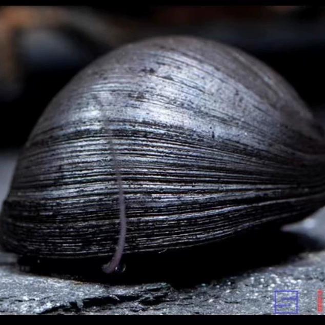 除藻螺黑金刚螺斑马螺洋葱螺水蜗牛观赏螺宠物螺活体水族草缸擦缸