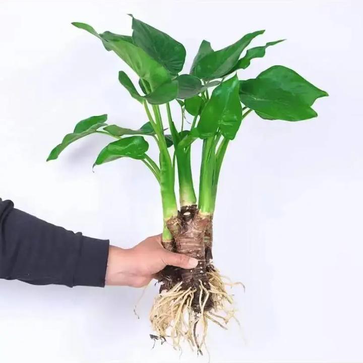 水培大叶千手观音土养滴水观音千手观音吸甲醛净化空气盆栽美丽