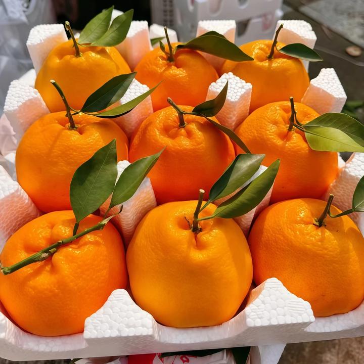 正宗春见耙耙柑四川粑粑柑当季新鲜采摘水果鲜嫩香甜多汁产地直发