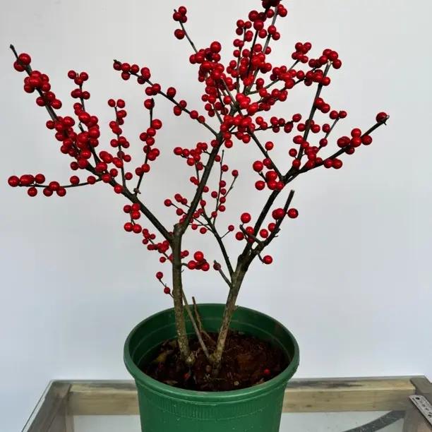 北美冬青带红果花卉绿植盆栽耐寒易养