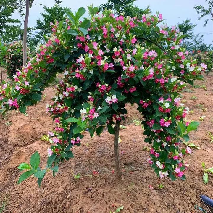 五彩锦带四季开花驱蚊虫庭院树苗红锦带阳台盆栽耐寒热状元树基地